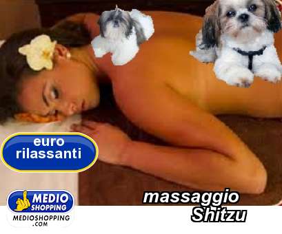 Medioshopping massaggio               Shitzu